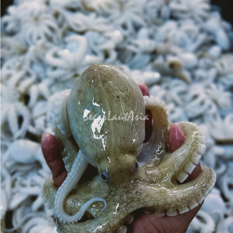 

Gurita Baby Octopus 1Kg Baby Gurita Segar Octopus