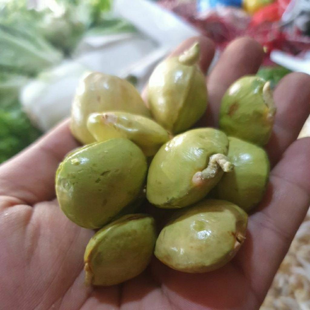 

jengkol muda segar bandung