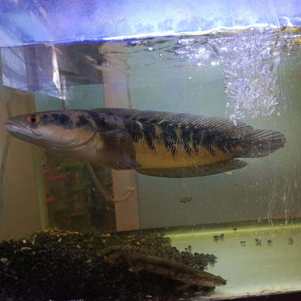 Koleksi Aquarium Ikan Channa Maru YS Jumbo