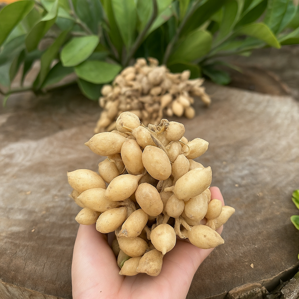 

KUNYIT PUTIH SUPER 1 KG BULAT GOMBYOK SEGAR ALAMI/ Kunci Pepet Fresh Temu Pepet Kunyit Putih Asli untuk Mengatasi Miom,Kista,Benjolan dan masalah kewanitaan lainnya