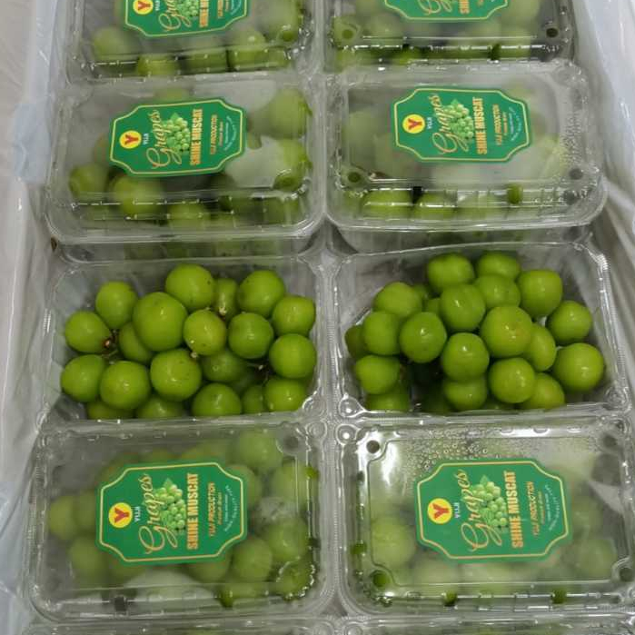 

ANGGUR HIJAU SHINE MUSCAT TANPA BIJI