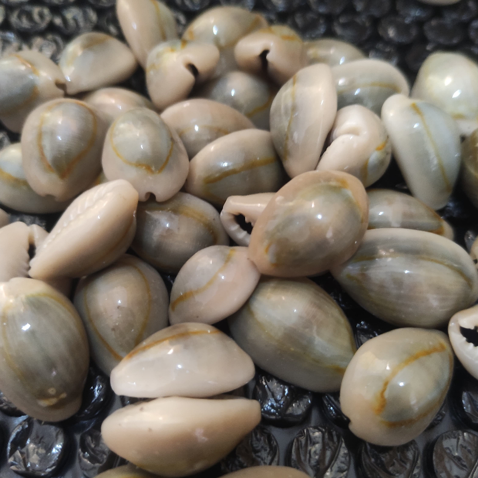 satuan kewuk biji kerang abu / kwuk bekel / kewuk congkak isi 1pc