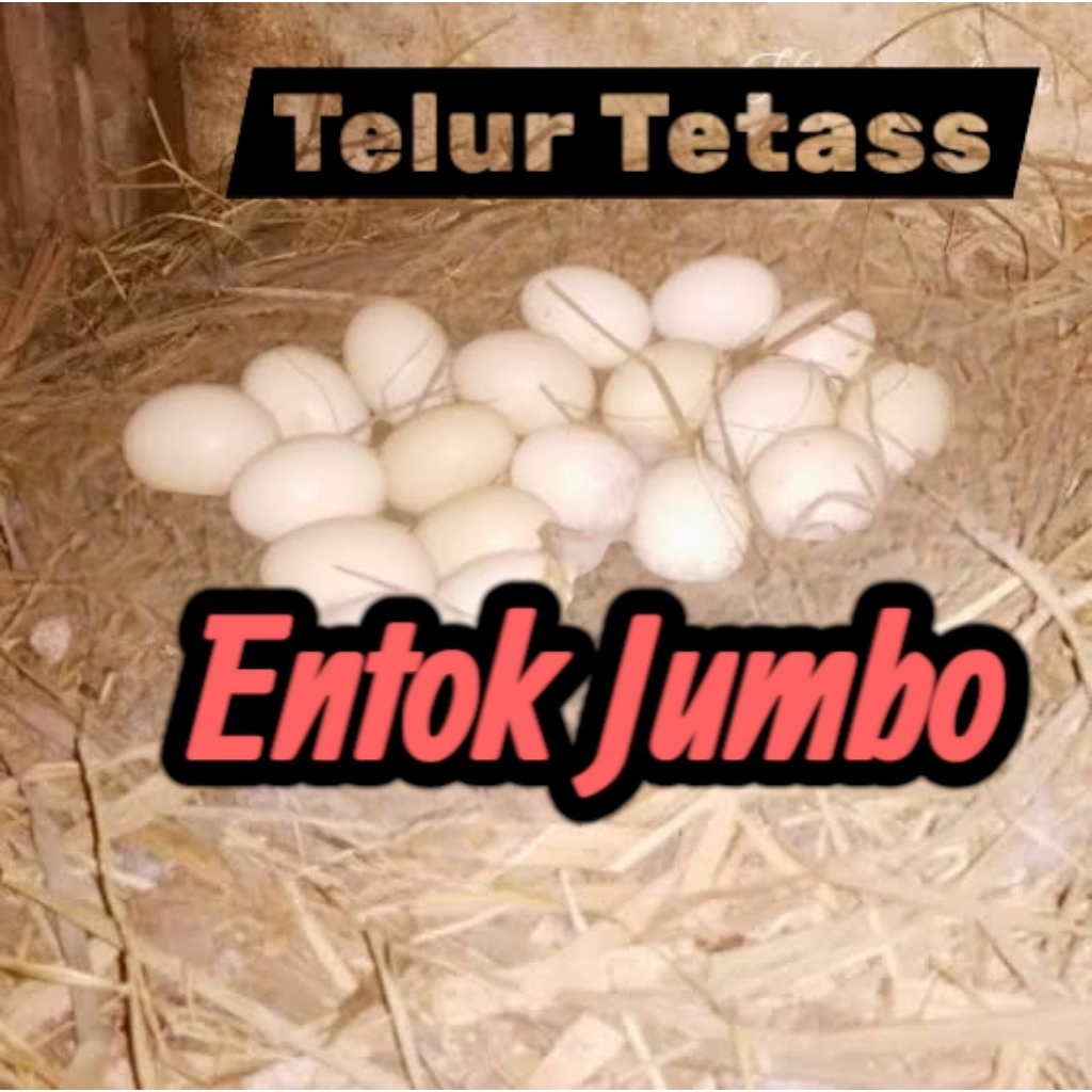 

Telur fertil entok Jumbo untuk ditetaskan