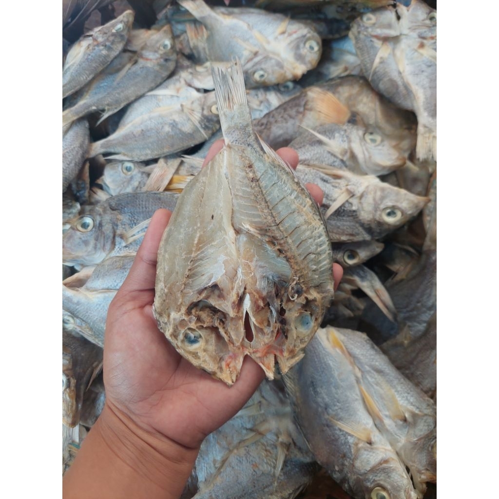 

Ikan kering kakap katamba | murah ikan lancem kering