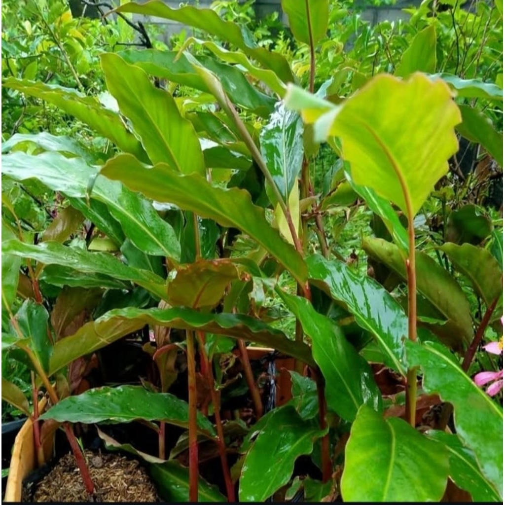 

Daun kecombrang herbal 500 gr untuk menurunkan kolesterol