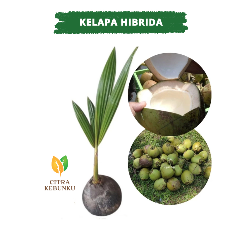 BIBIT KELAPA HIBRIDA - BIBIT KELAPA HIJAU HIBRIDA PENDEK ORI - CKK