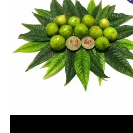 Bibit Anggur Pohon Putih white jabodicaba