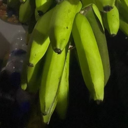 

Buah Pisang Mentah PPR RY Pisang Bangkaulu