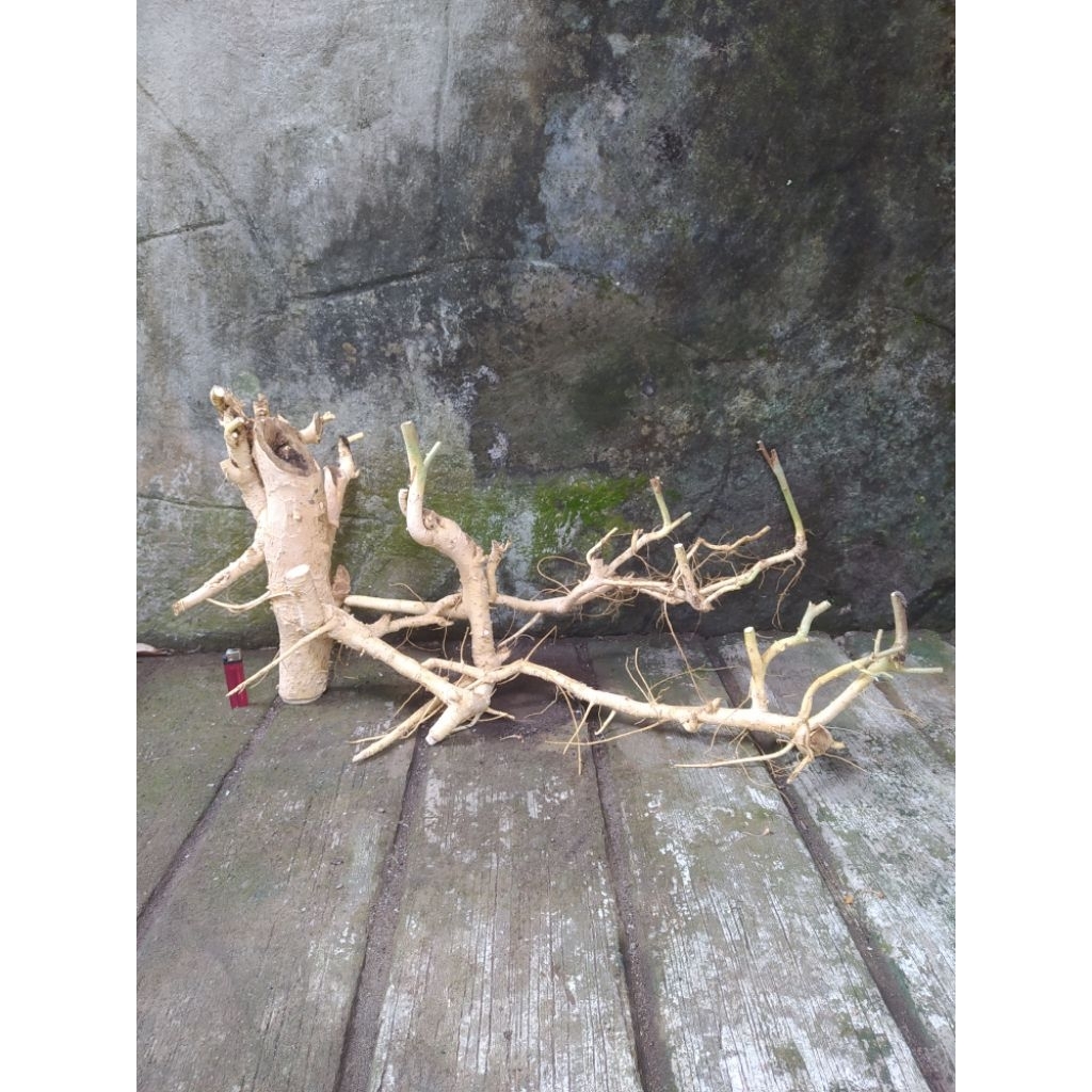Bahan Bonsai Serut Raft Hasil Dongkelan