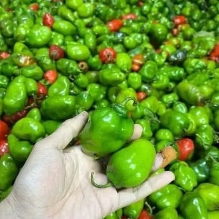 

Cabe gendot fresh dari petani pangalengan