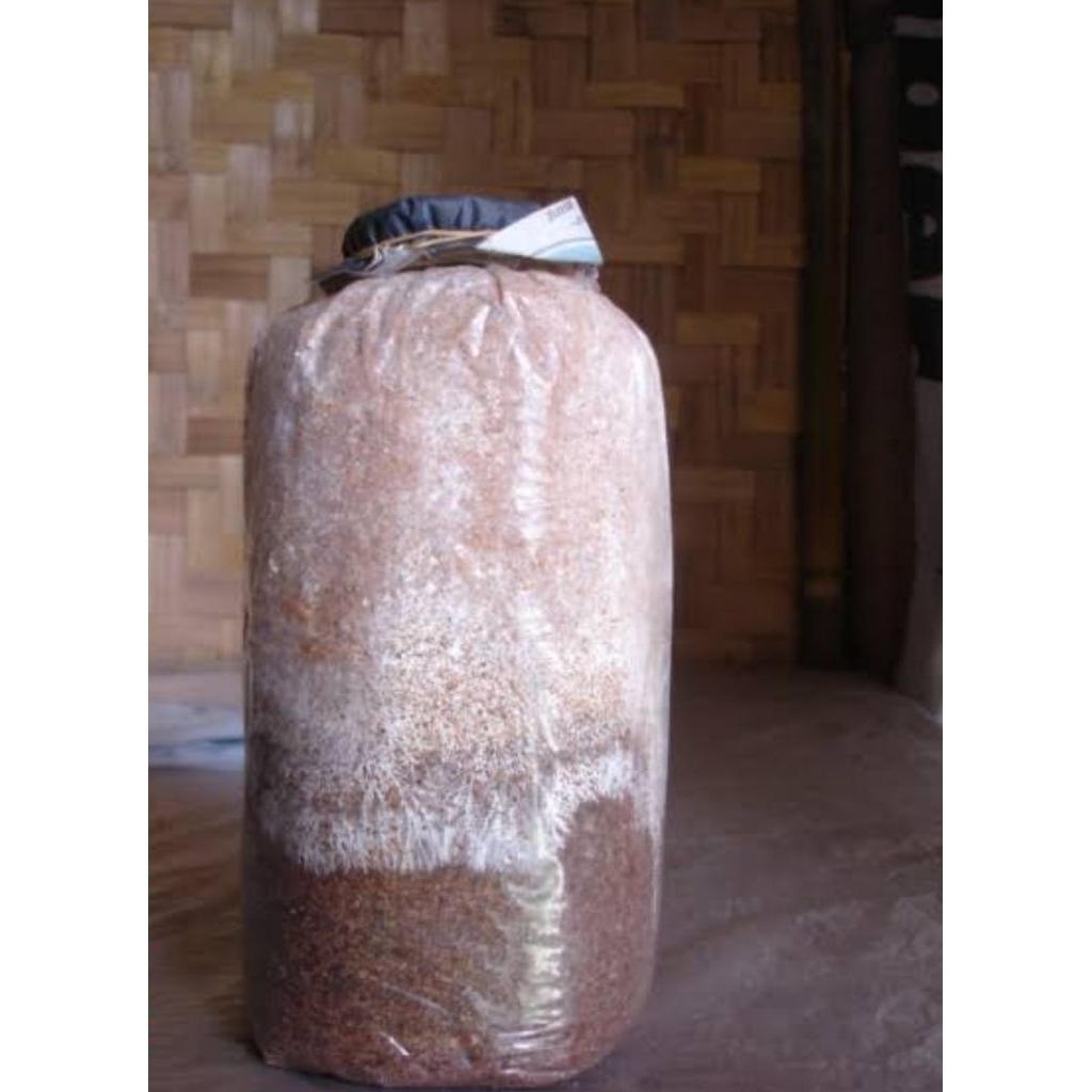 baglog/bibit jamur tiram coklat