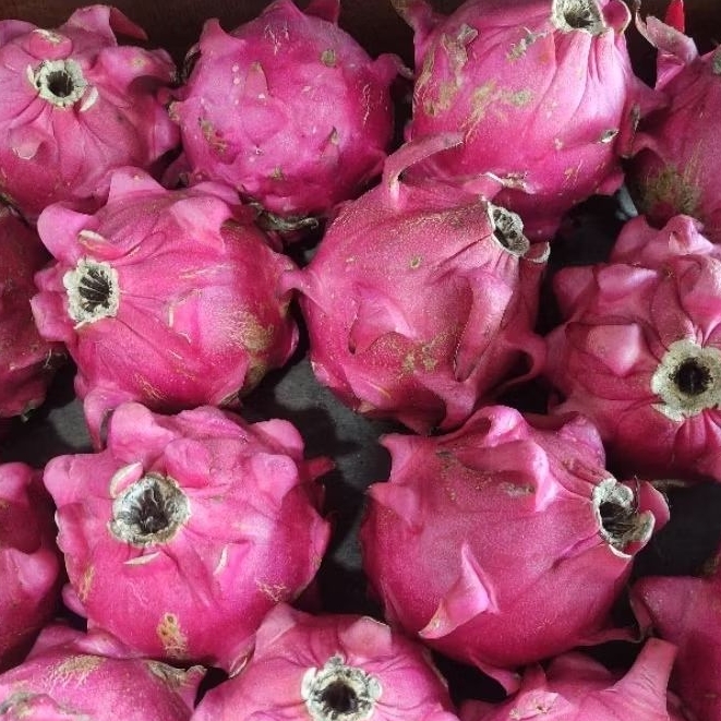 

Buah Naga Merah -+1KG