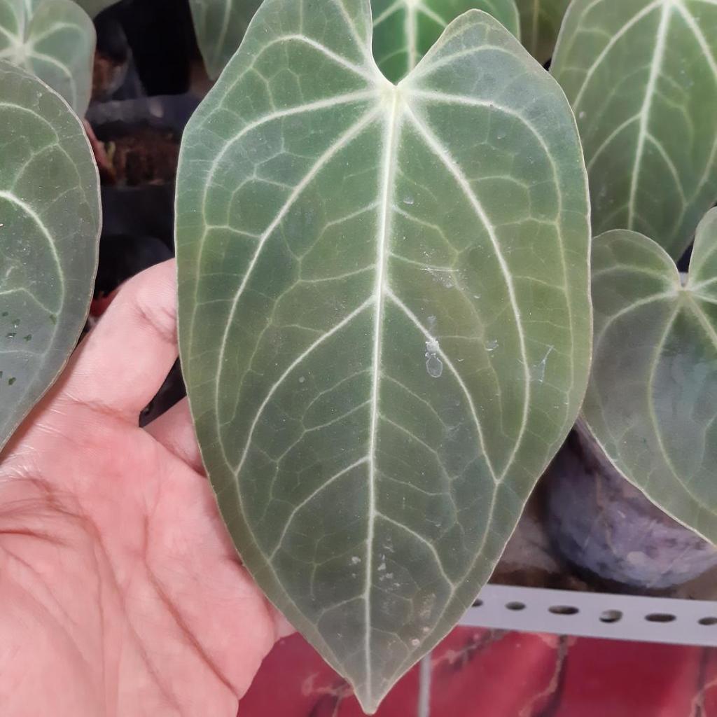 tanaman anthurium kuping gajah verde