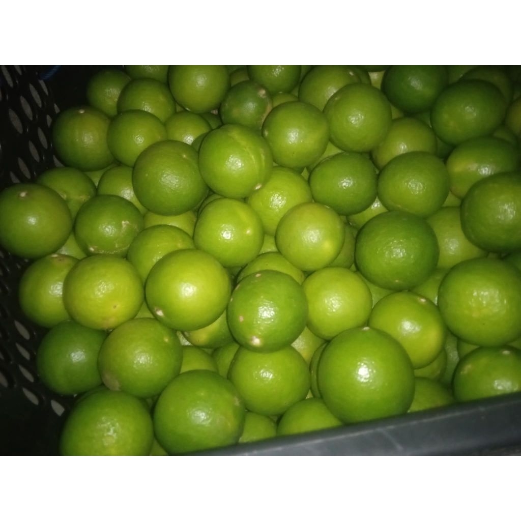 

jeruk nipis segar 1 kg