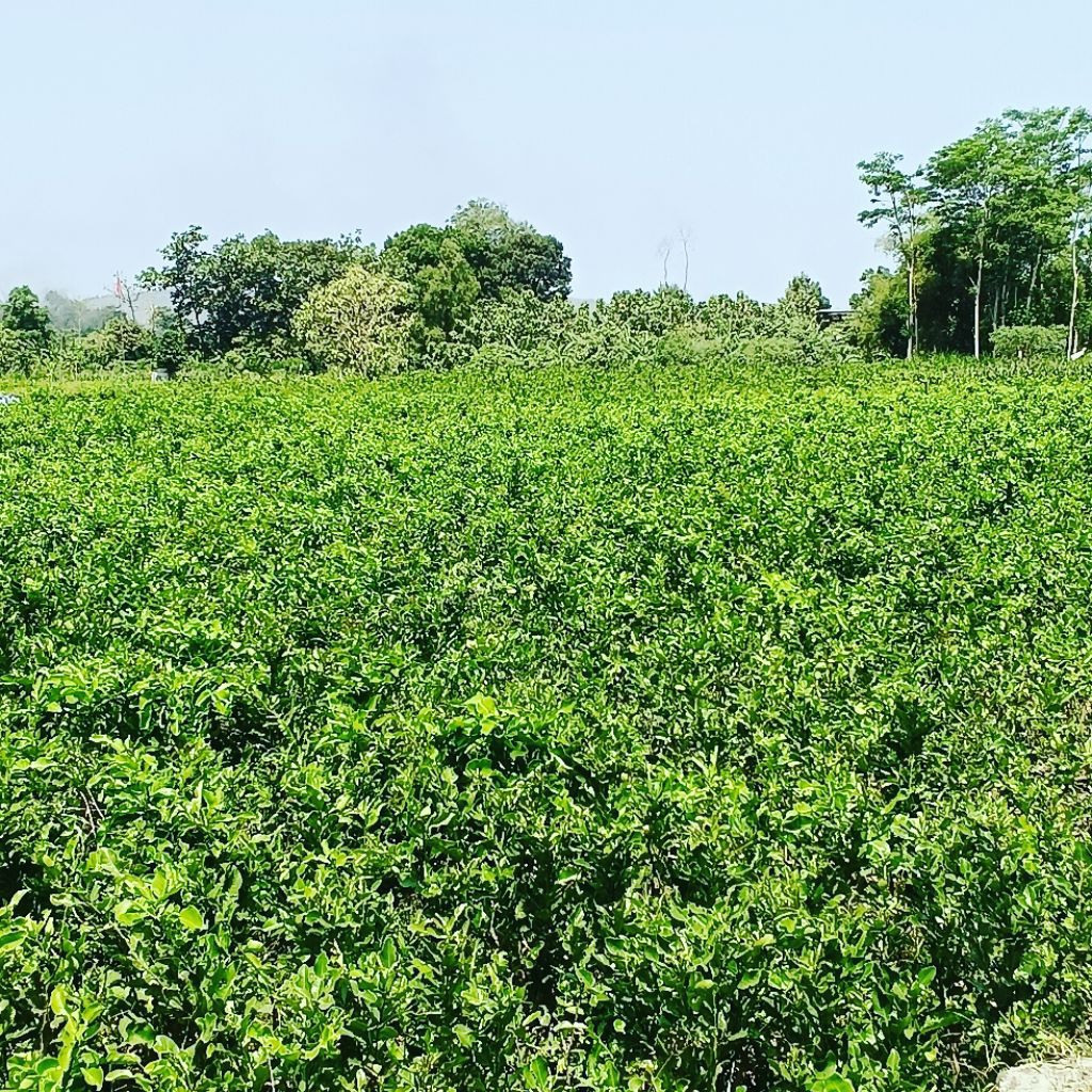 

Daun jeruk purut segar fresh langsung petik kebun hasil kebun sendiri dijamin segar dan fresh 20gram