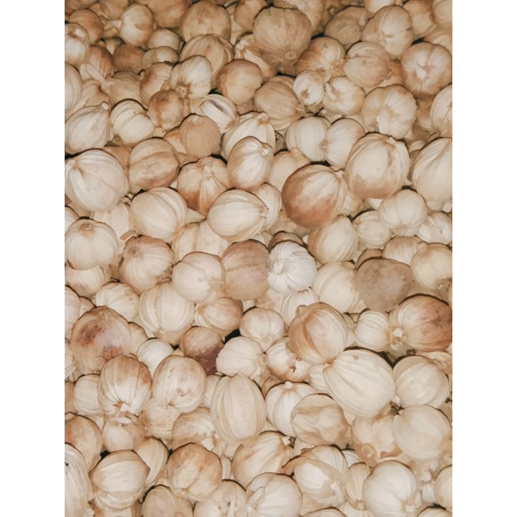 

KAPOLAGA KERING SUPER/TIDAK BERJAMUR,KAPULAGA HERBAL