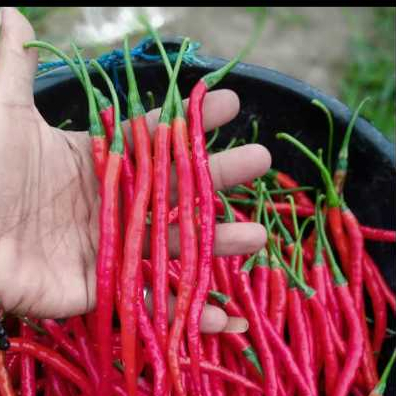 

1000gram/1kg cabe keriting fress dan segar