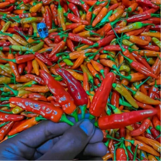 

cabe rawit merah fress petik langsung dari petani 1kg