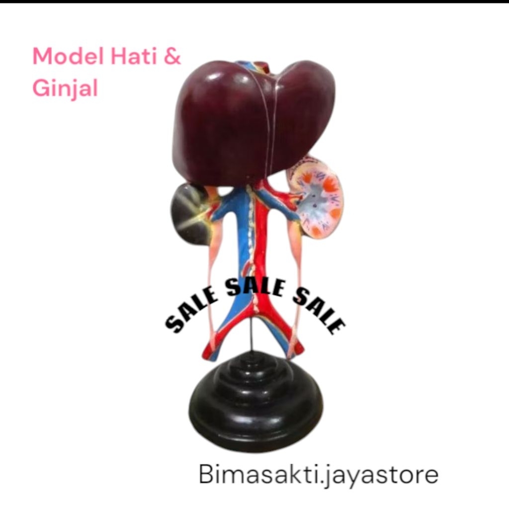 

model hati dan ginjal alat peraga pendidikan biologi model hati dan ginjal