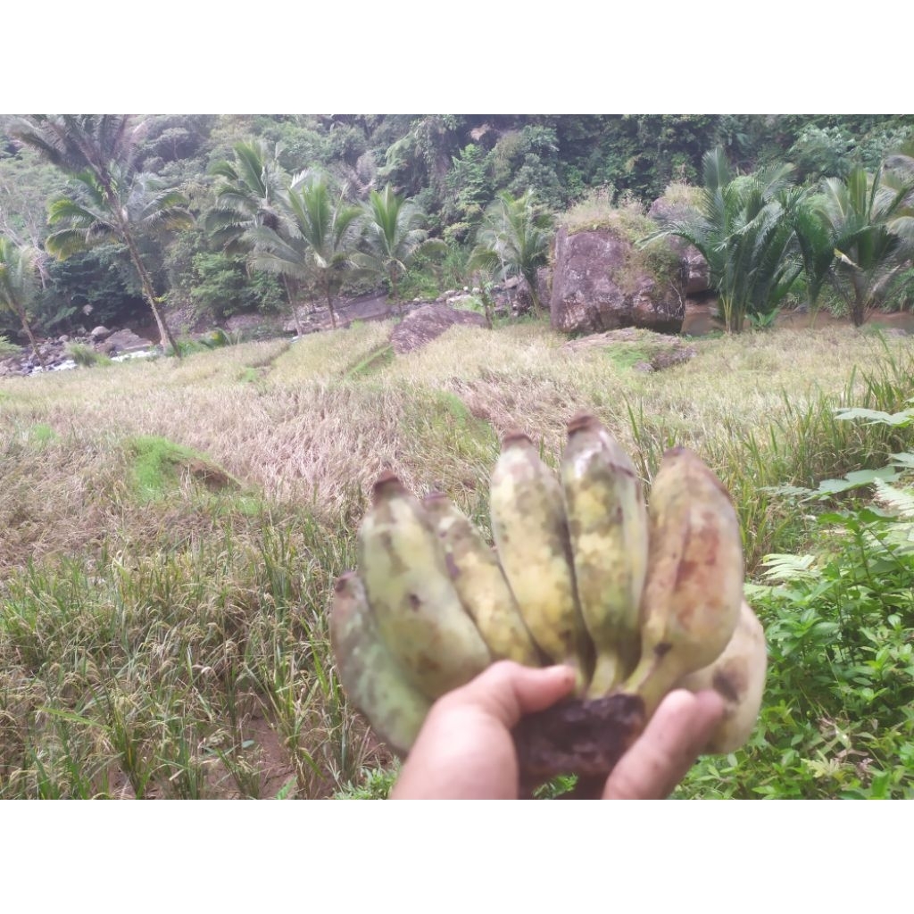 

PISANG KEPOK LOKAL 1KG SUPER