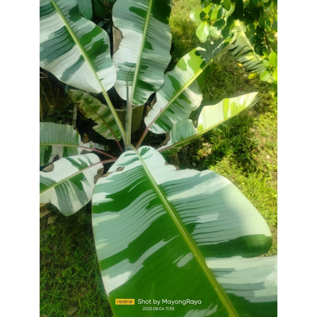 Tanamanhias import pisang Florida Variegata
