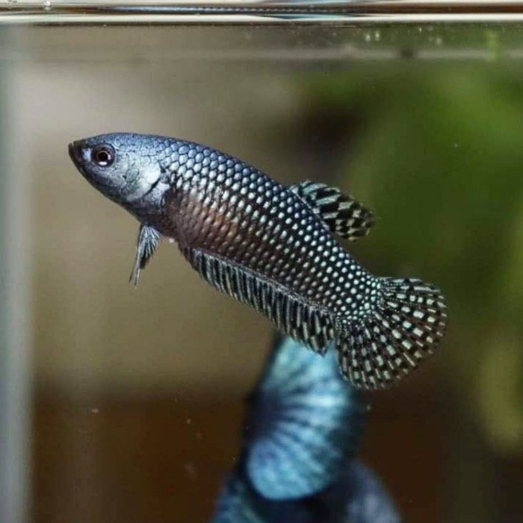 Obat wild betta alien female