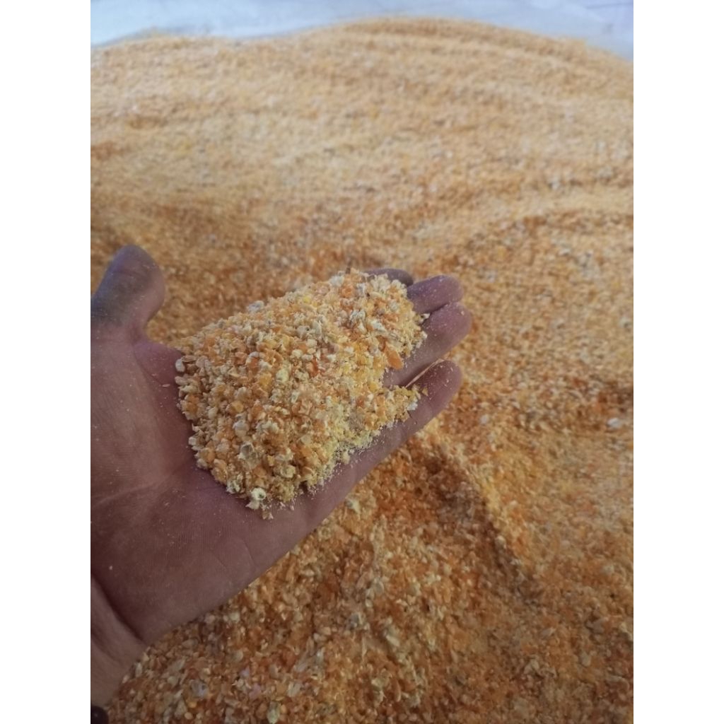 jagung giling/pakan ternak/pakan unggas/kebutuhanternak