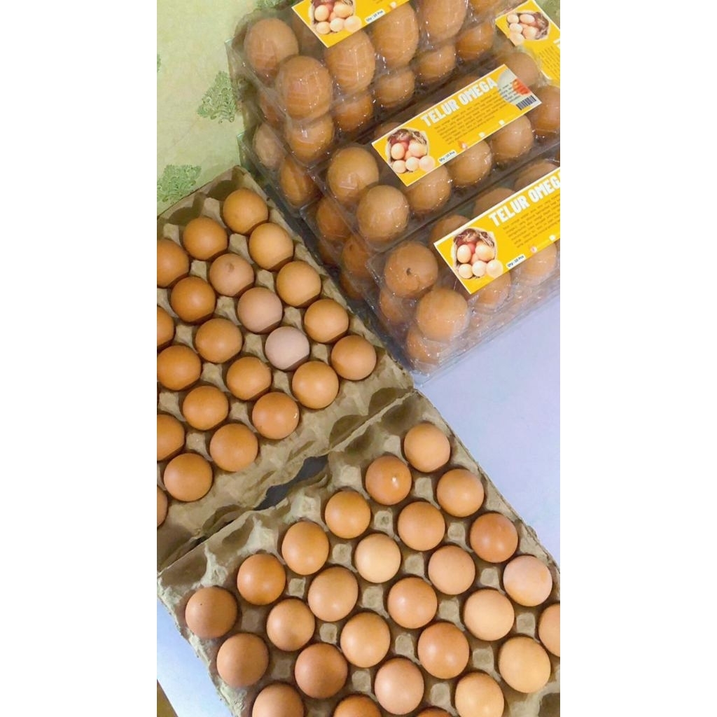 

TELUR OMEGA GRADE B