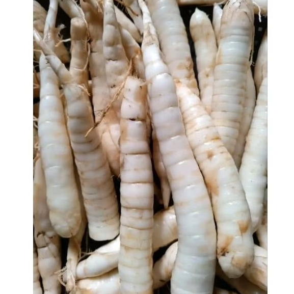 

1kg Umbi garut / kerut tinggi serat , bagus untuk diet dan bagus untuk lambung