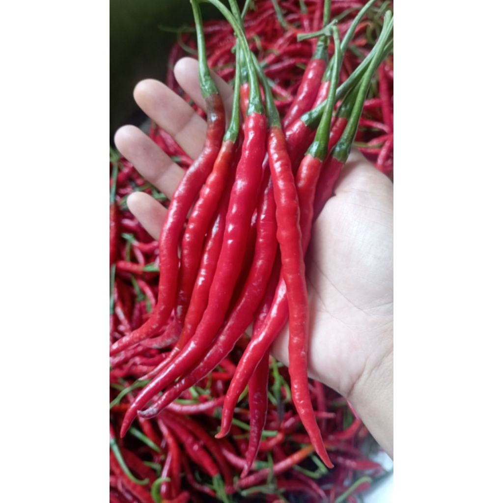 

Cabai Merah Keriting Segar 500 gr