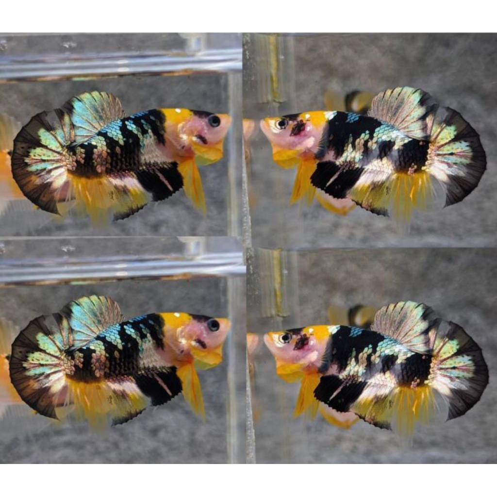 ikan cupang yellow koi cooper bahanan bagus