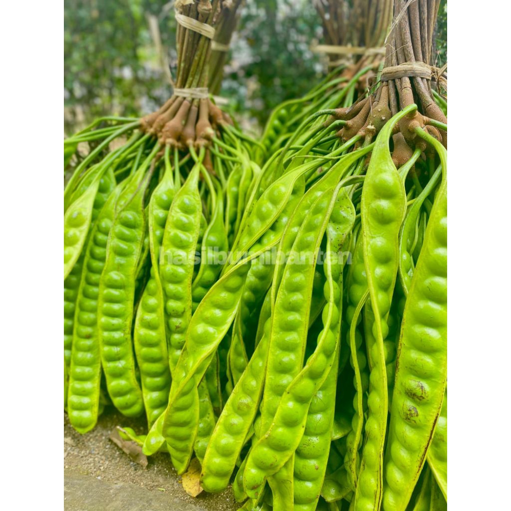 

PETE PETAI TUA FRESH ISI 60 PAPAN LONJOR