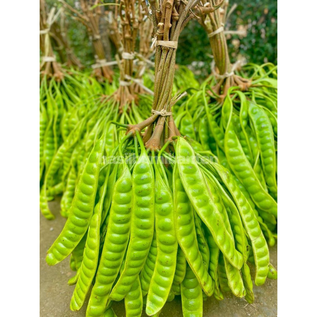 

PETE PETAI PADI PENDEK ISI 10 PAPAN LONJOR TUA SUPER