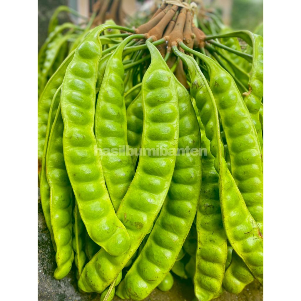 

PETE PETAI PADI PENDEK PER 1 PAPAN LONJOR TUA SUPER