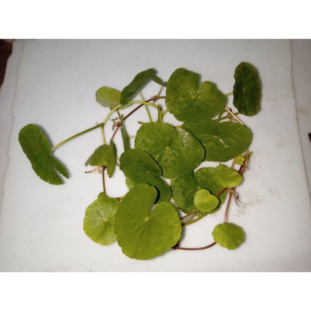 

Daun Pegagan/Daun Antanan Segar/1 kg