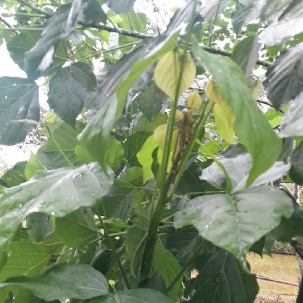 

500 gram daun dadap segar