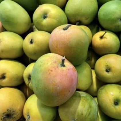 

Buah mangga gedong gincu manis segar buah segar gincu 1 kg