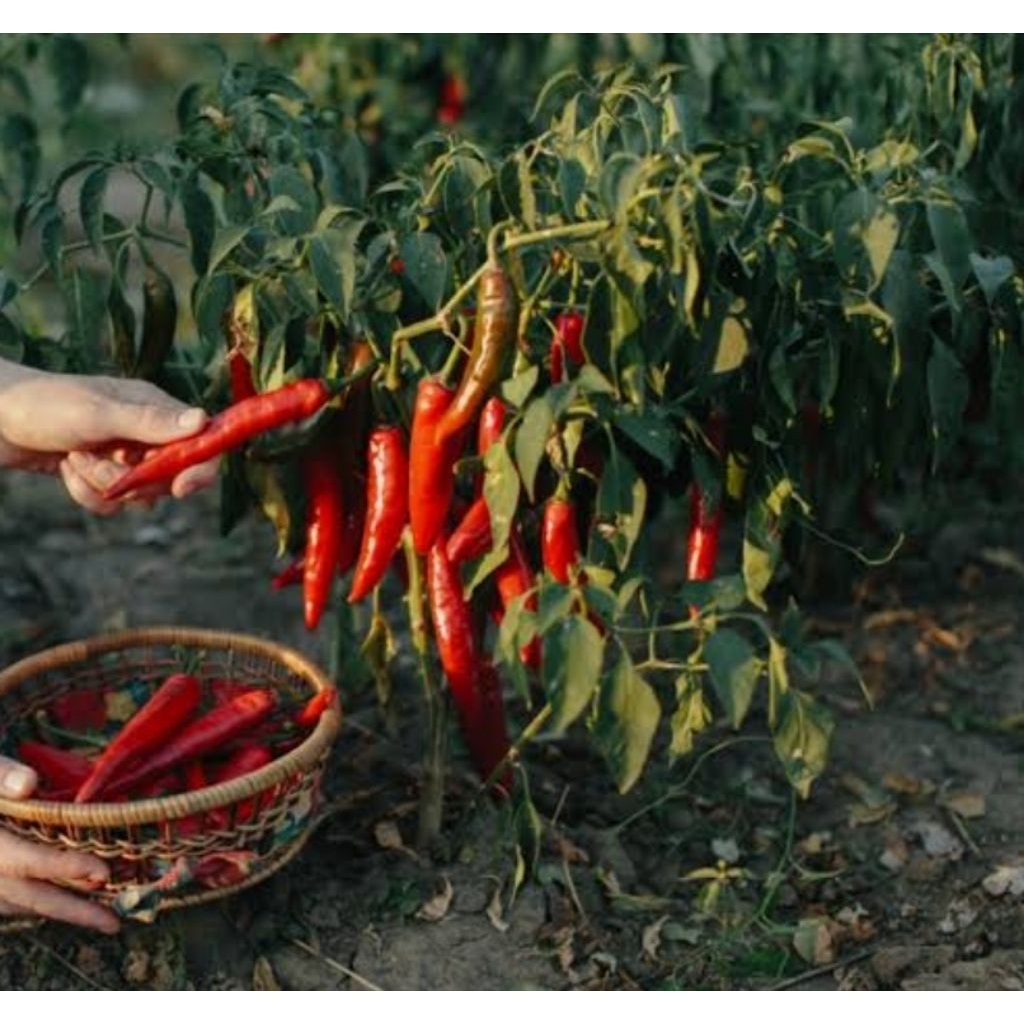 

Dpt 2 pcs cabai keriting jumbo // cabai hajatan murah