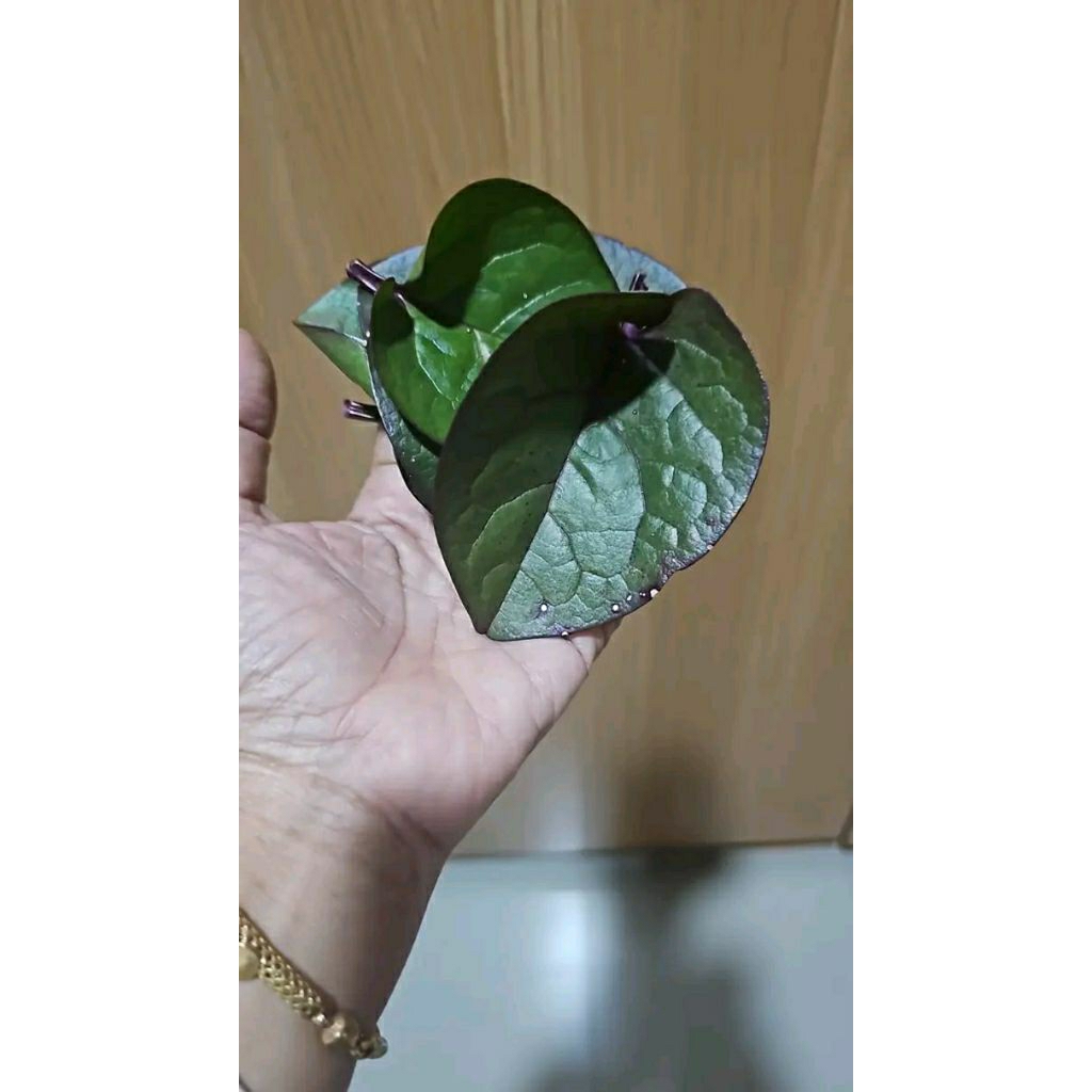 

Daun binahong merah asli segar 1kg