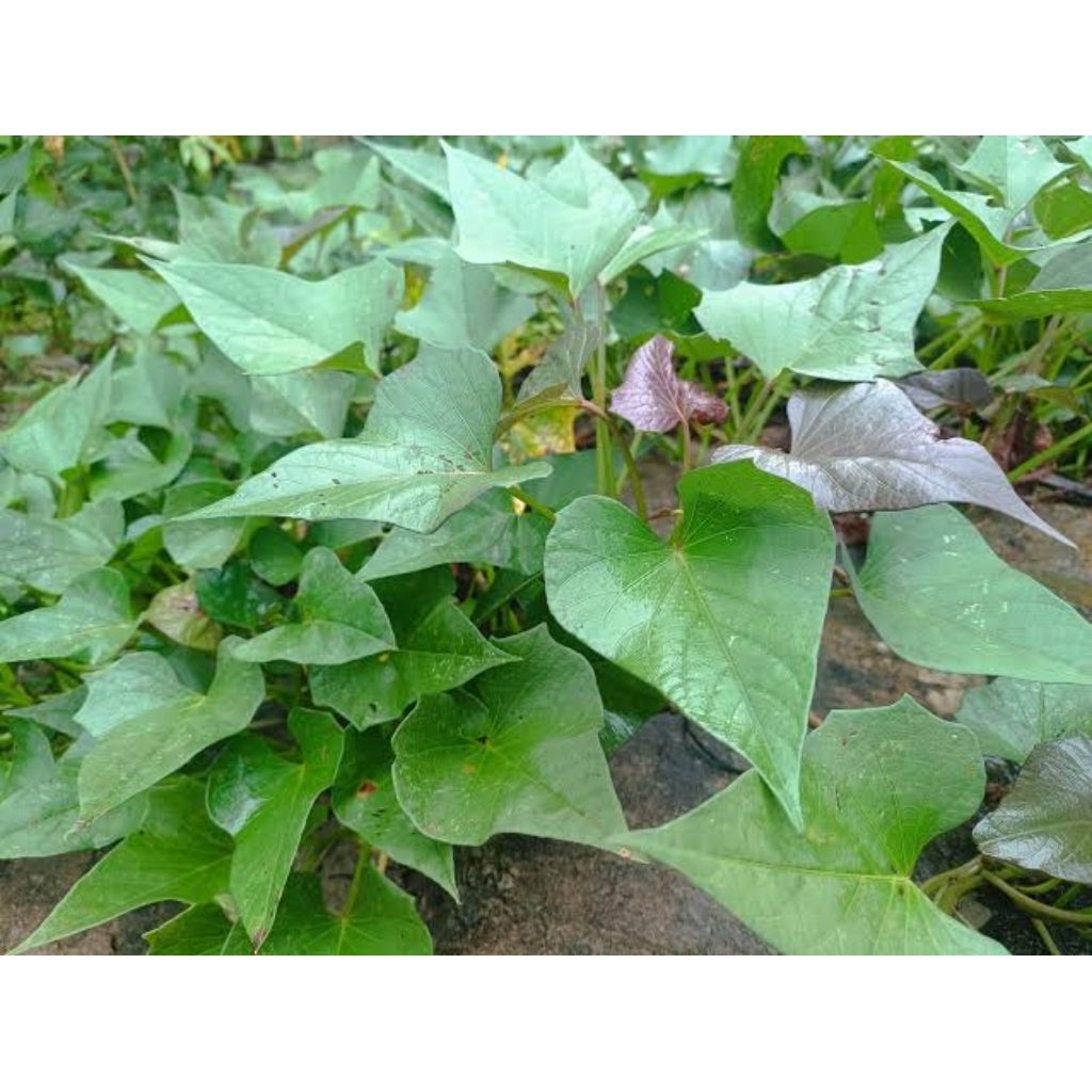 

daun ubi /lobak jalar fresh segar bisa untuk kesehatan tradisional/jadi bahan masakan per ikat