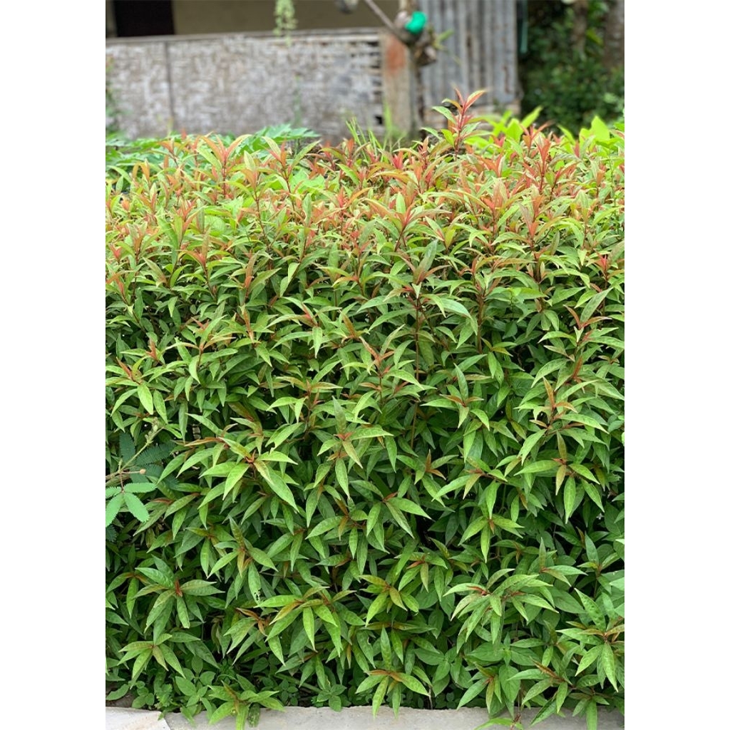 

daun tanaman prasman genjik fresh segar obat herbal tradisional 100gram