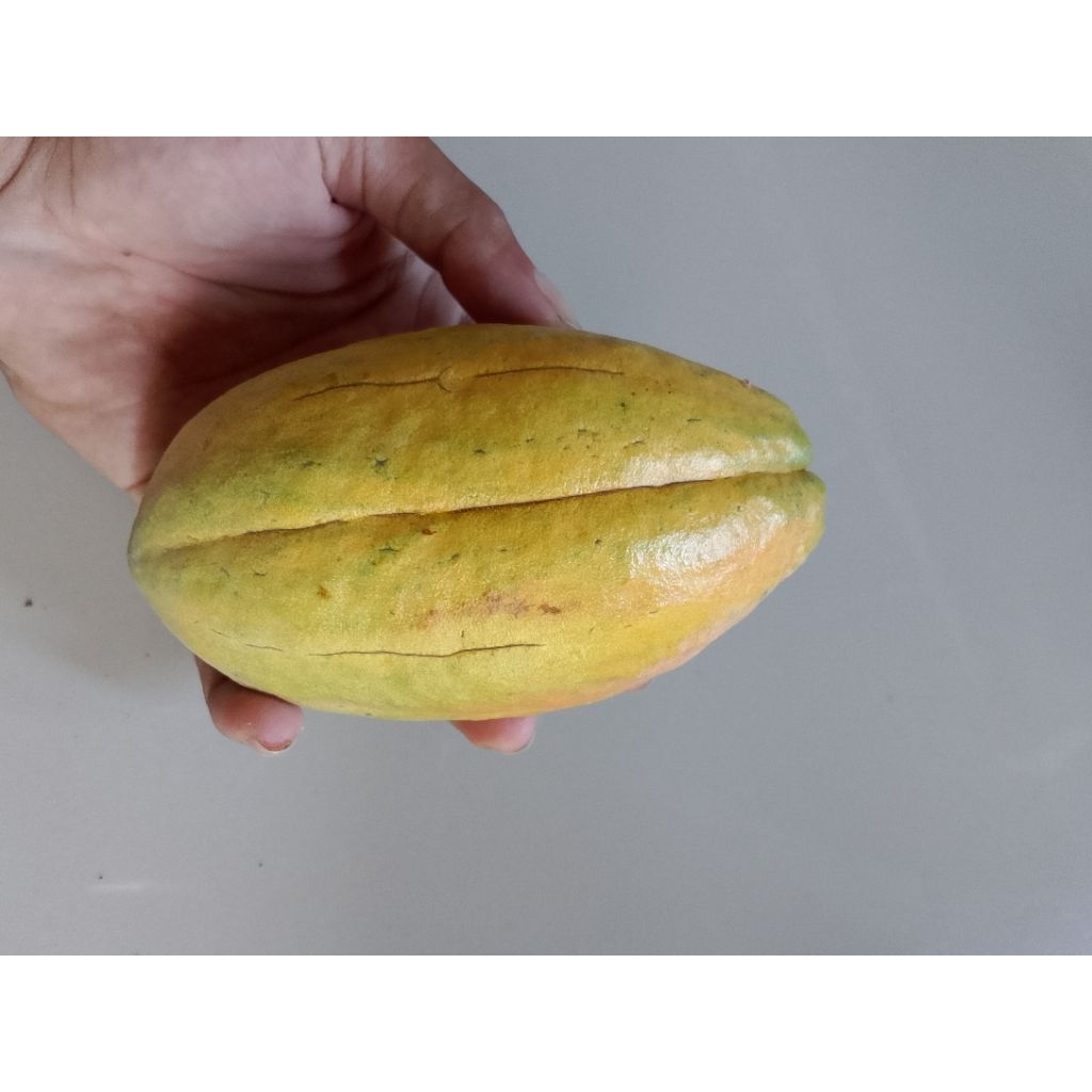 

buah coklat Mateng fresh manis langsung petik dari pohon nya