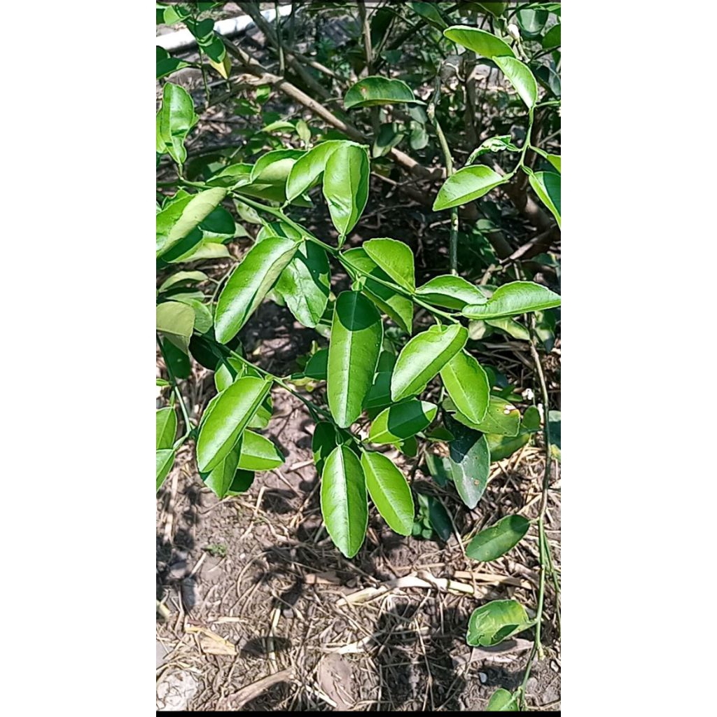 DAUN JERUK NIPIS 100gram