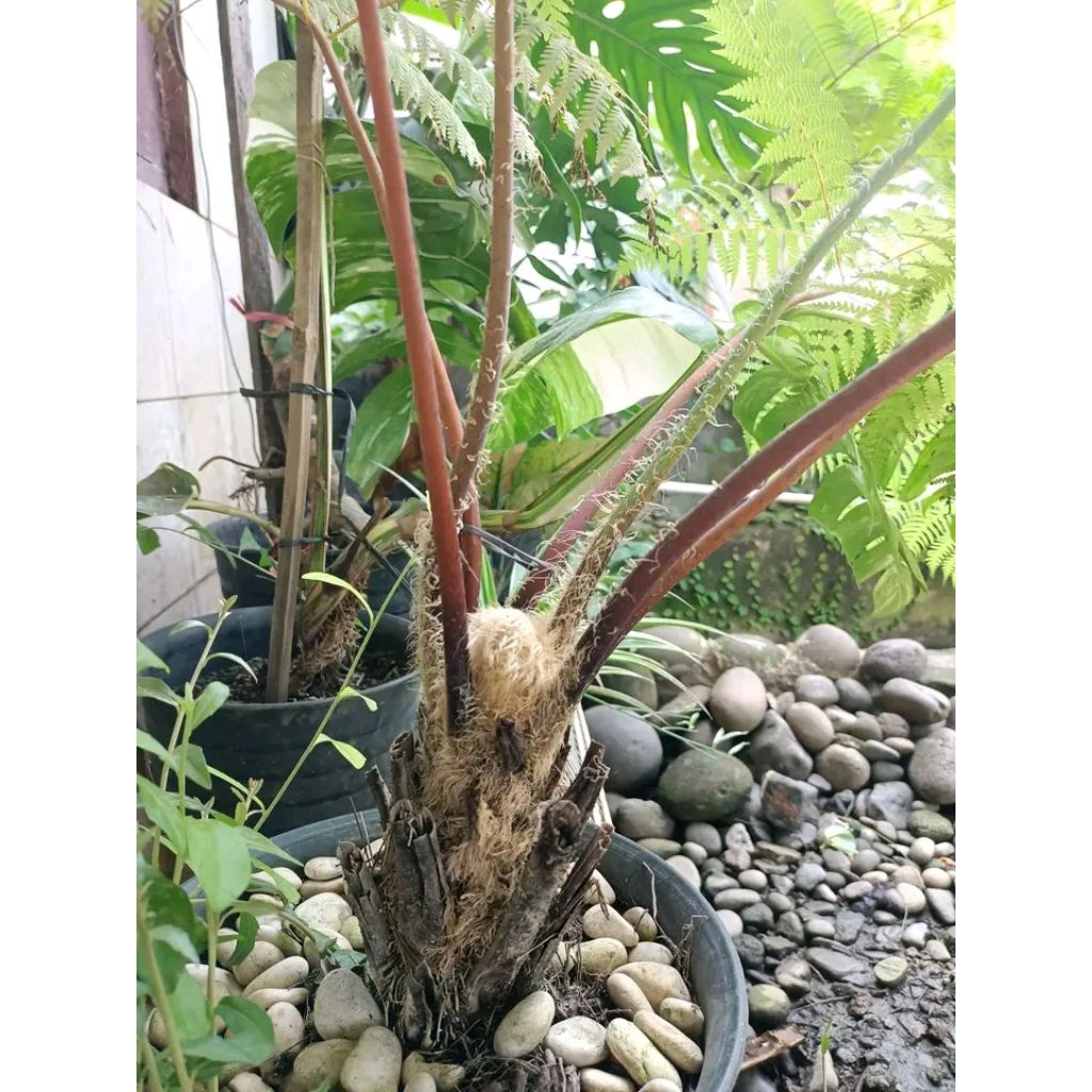 Pakis monyet,pakis haji,pakis hutan tanaman hias