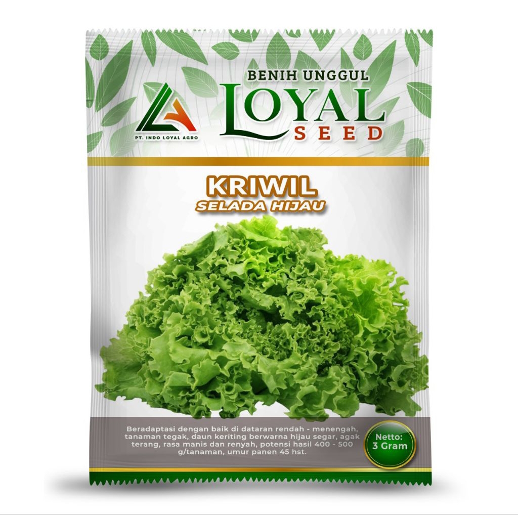 

KRIWIL SELADAH HIJAU 3g