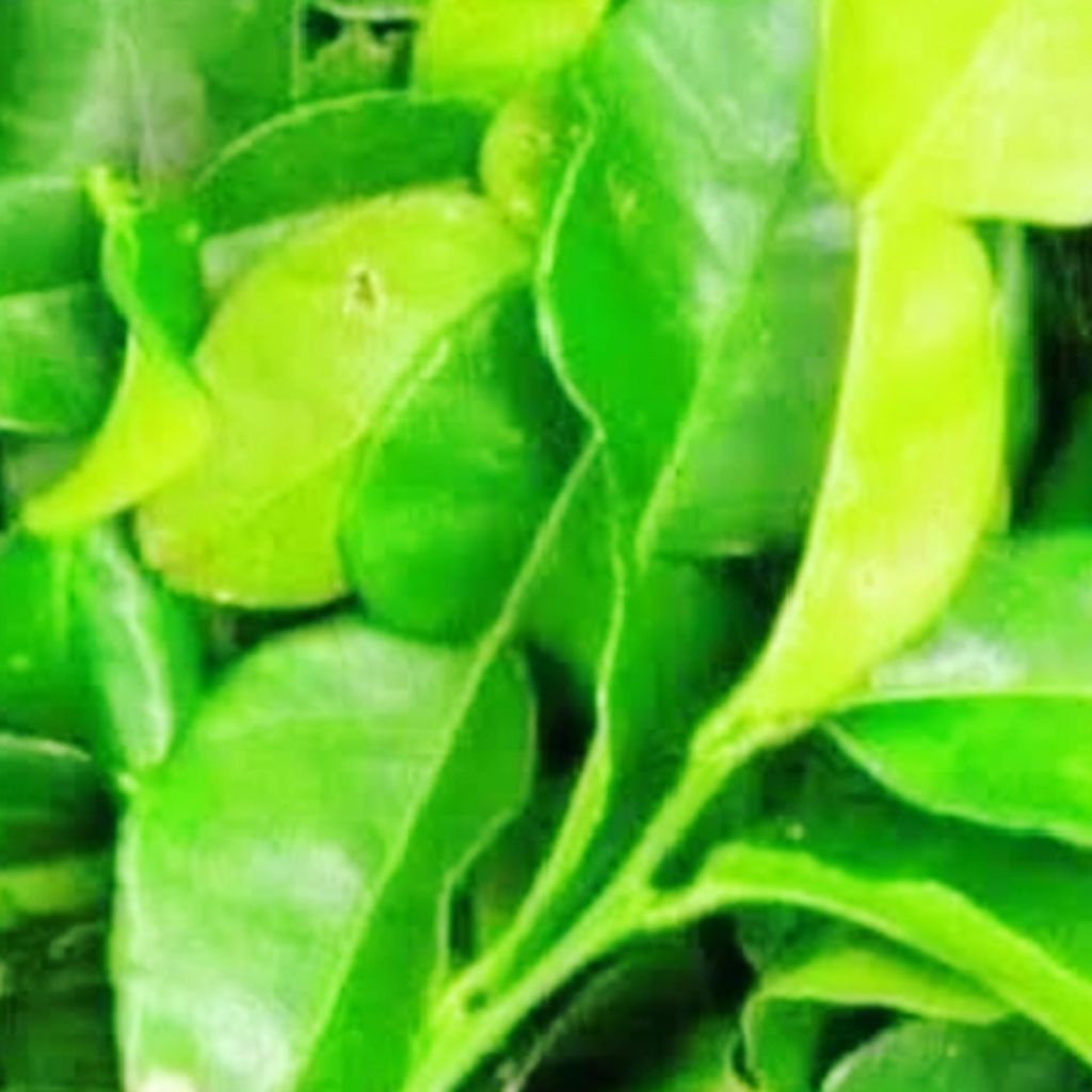 

Daun jeruk purut segar daun angka delapan bumbu pecel segar dan fresh langsung petik kebun 10 gram