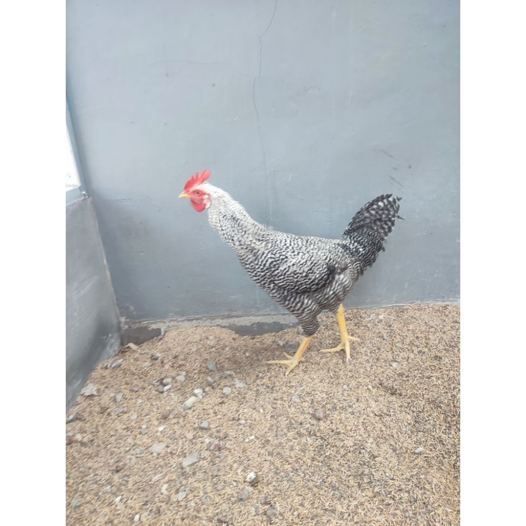 

ayam jantan baredrock Muda siap ternak