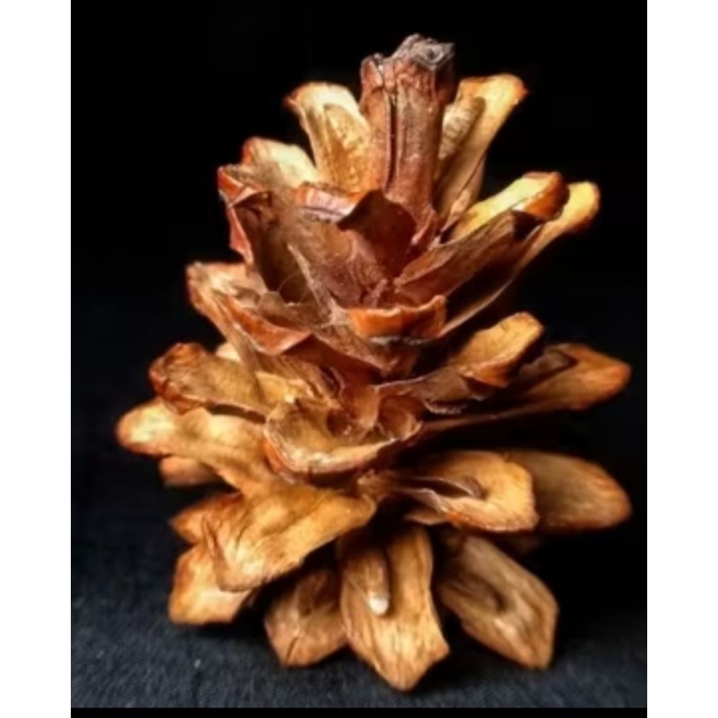 bunga pinus kering siap buat kerajinan