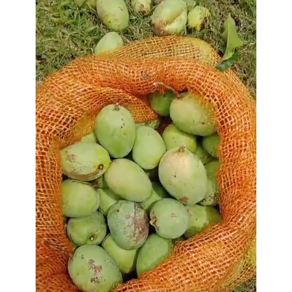 

mangga Jawa 1 kg