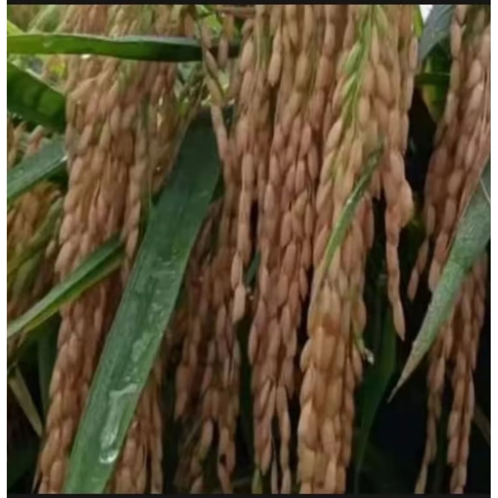 benih padi unggul Cakrabuana kemasan 5kg